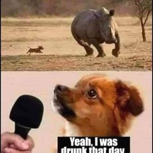 Meet your Posher, Faustino